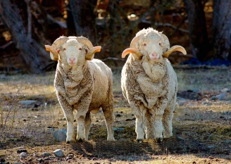 Овца породы меринос